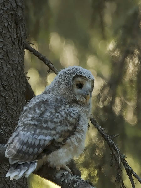 Viirupöllö, Ural Owl, Strix uralensis